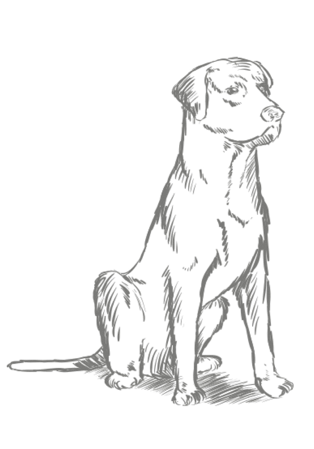 Regionales Hundefutter aus der Eifel Hundeskizze