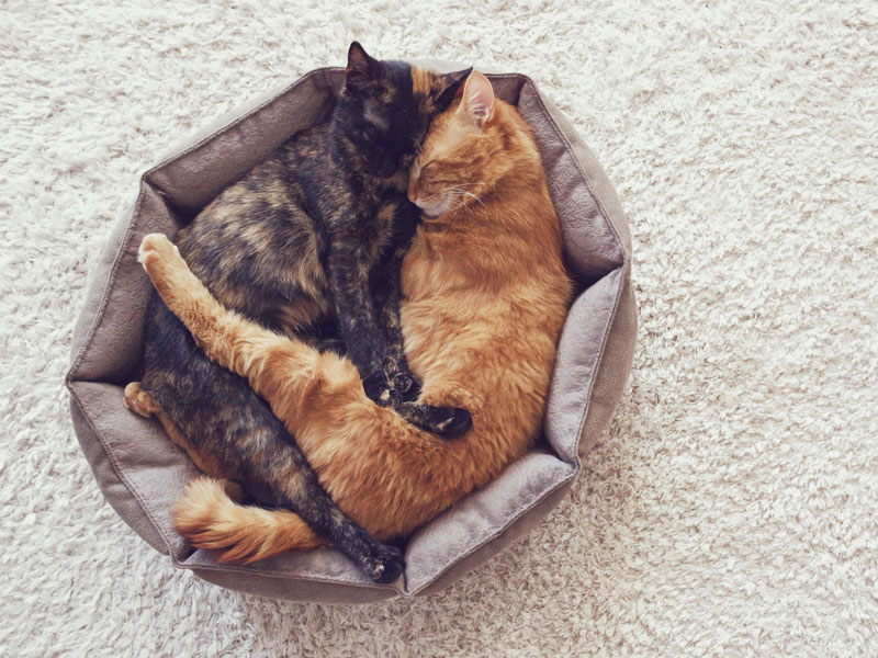 merging cats