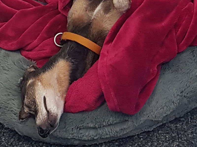 Pancho Bürohund schlafend