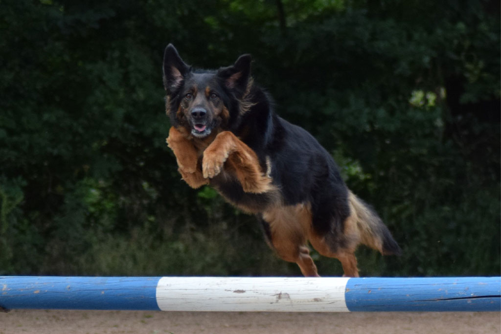 Schäferhund- Hovawart Mischling