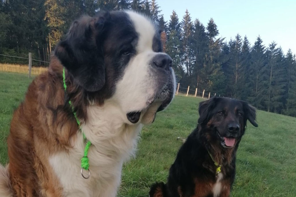 chiens de bureau