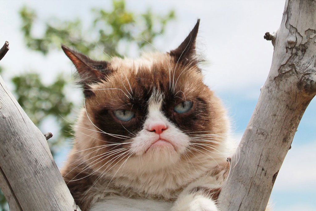 Grumpy Cat Perserkatze