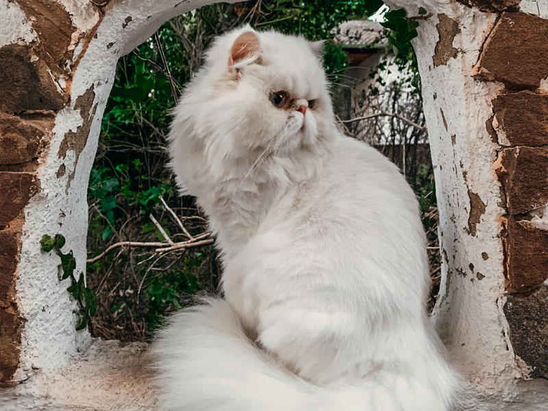 Persian cat