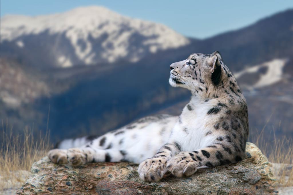 snow leopard on mountain