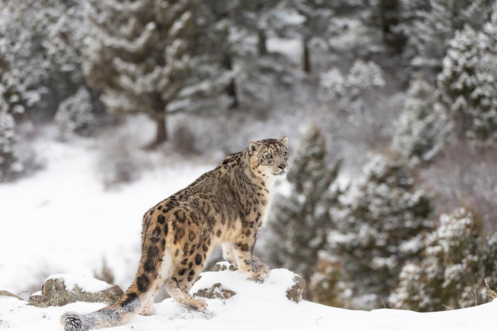 Snow leopard in the snow