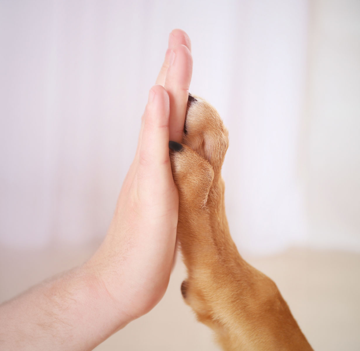 Highfive Pfote