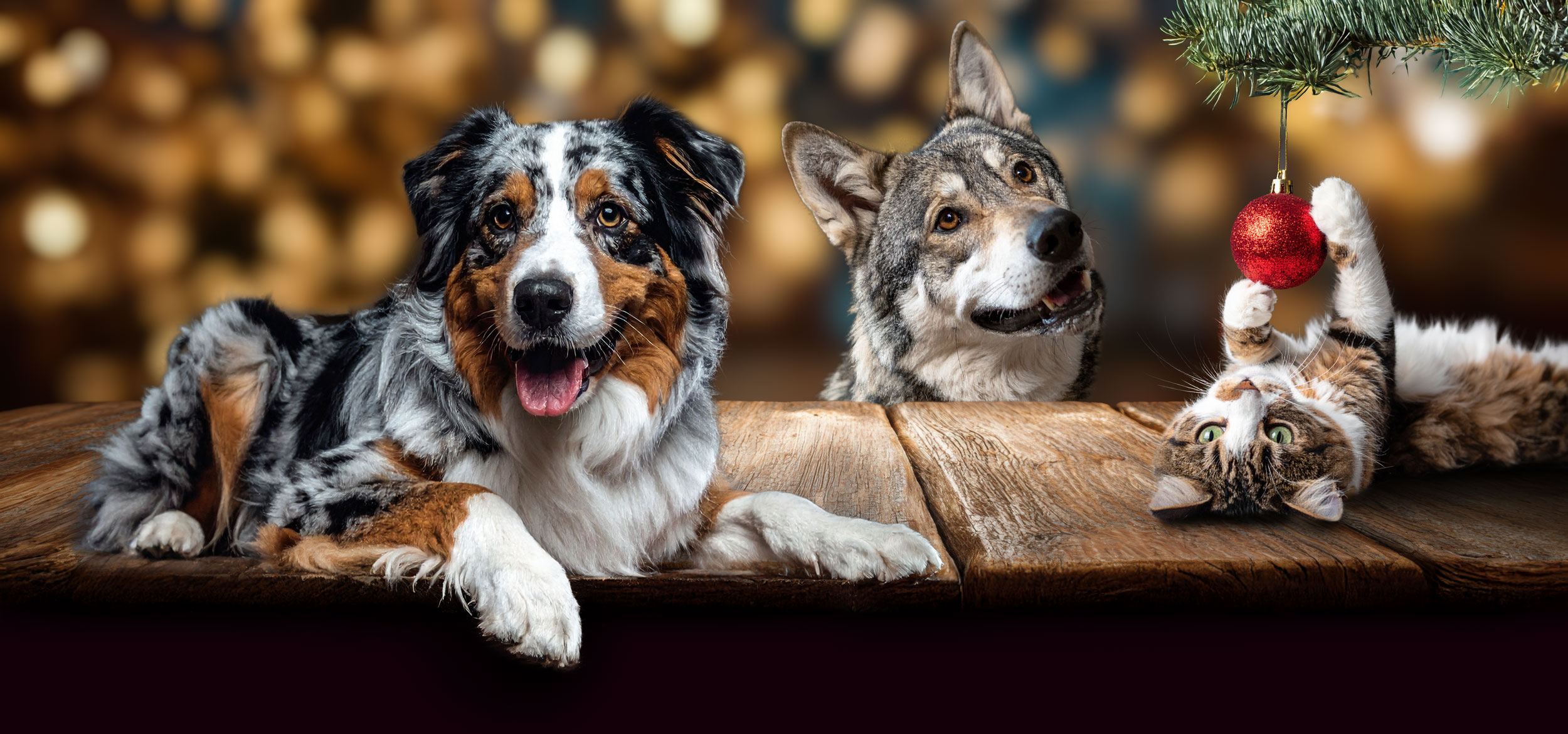 Tundra MACs Adventskalender