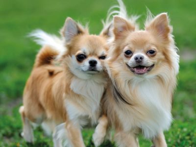 Hunde zusammenführen
