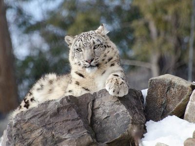 schneeleopard